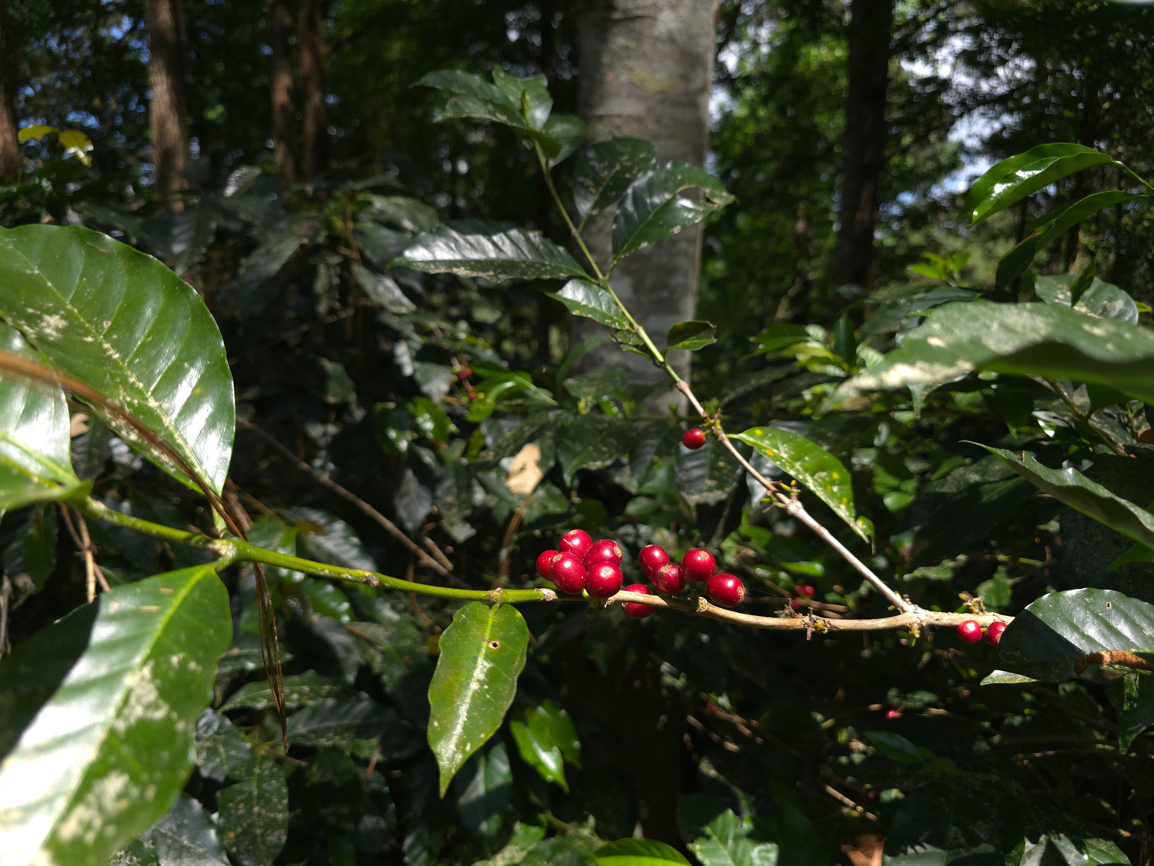 Coffee beans