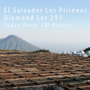 El Salvador Los Pirineos Sudan Rume Diamond Lot 291 - Cloud Catcher Roastery