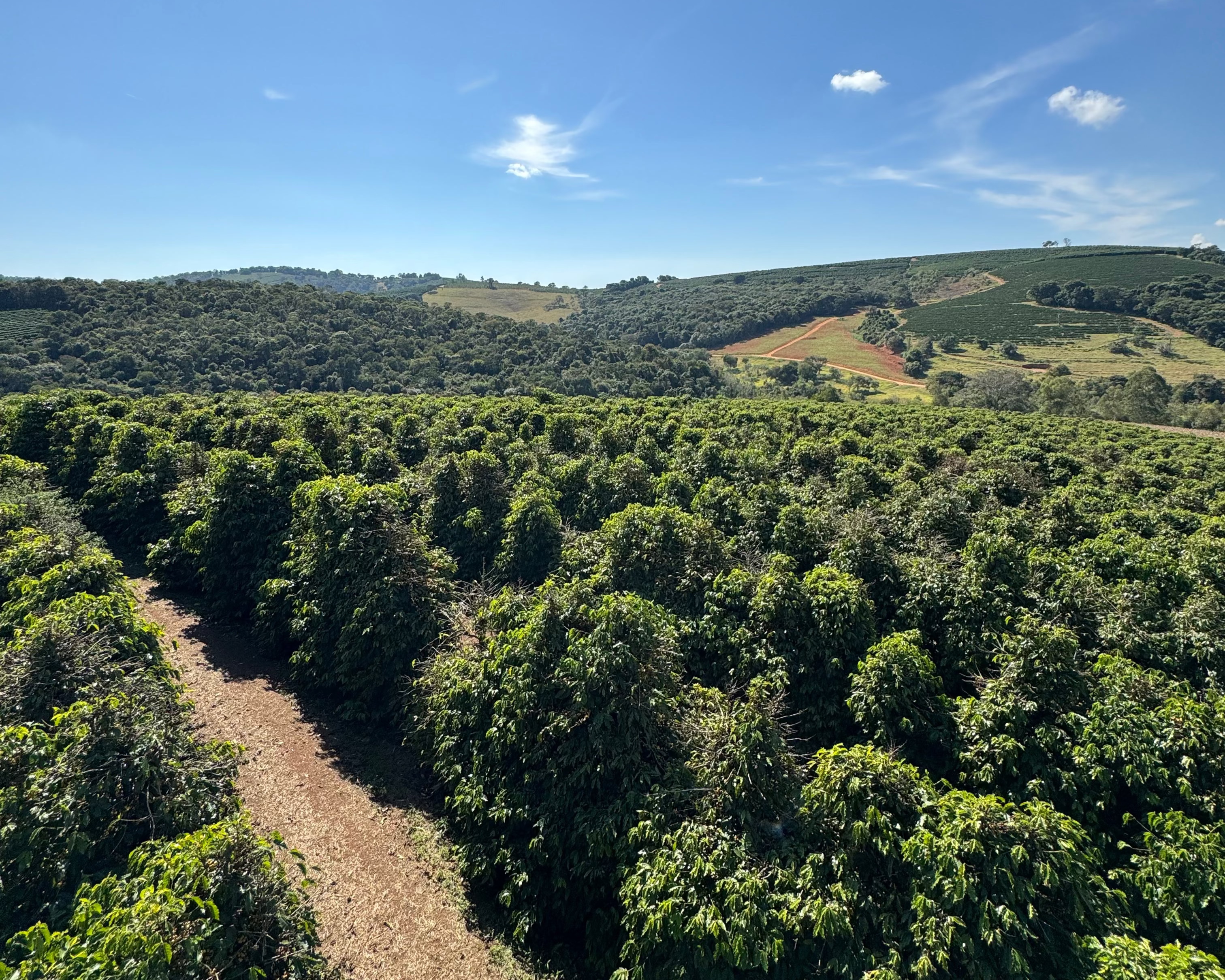 Coffee farmer