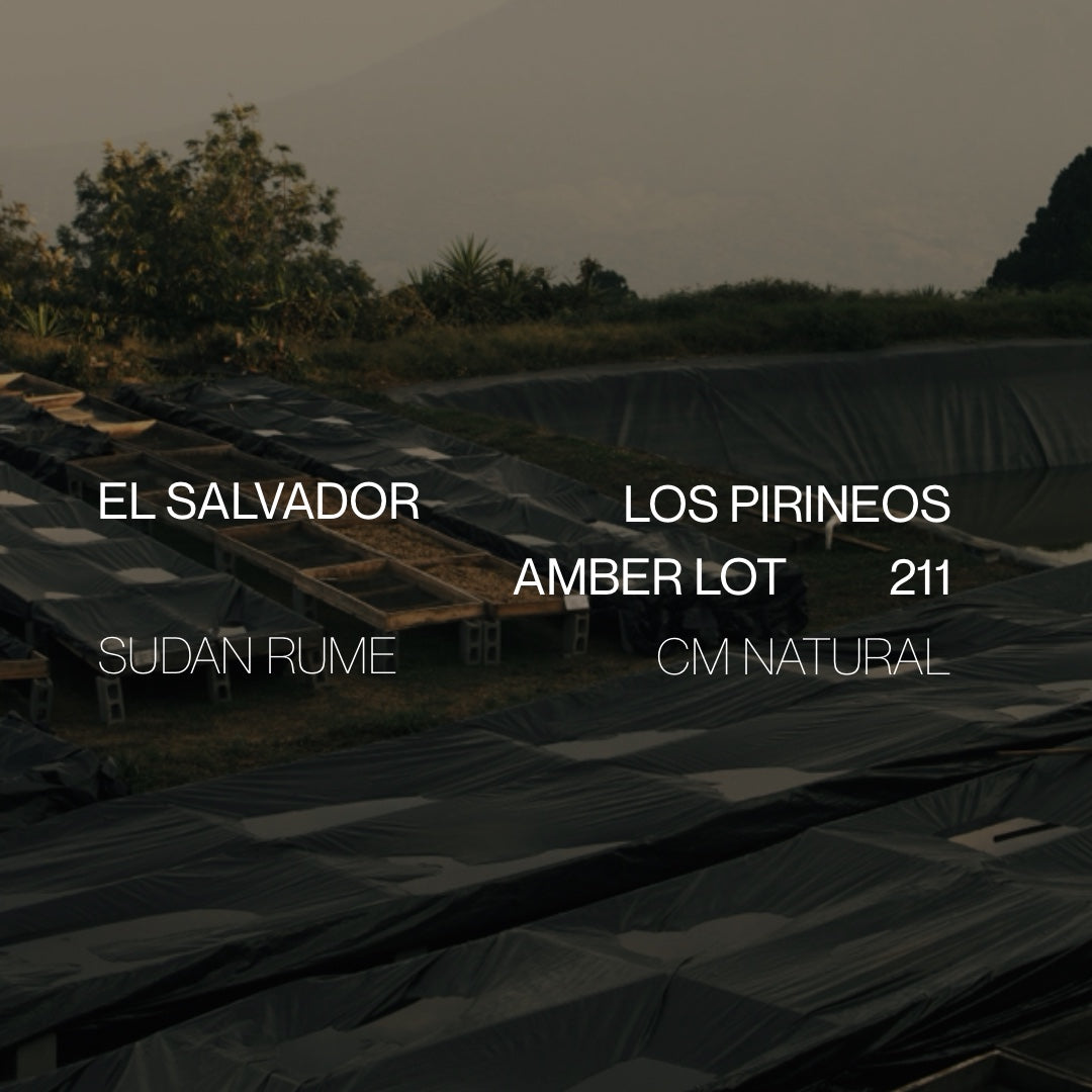 El Salvador Los Pirineos Sudan Rume Amber Lot 211 - Cloud Catcher Roastery