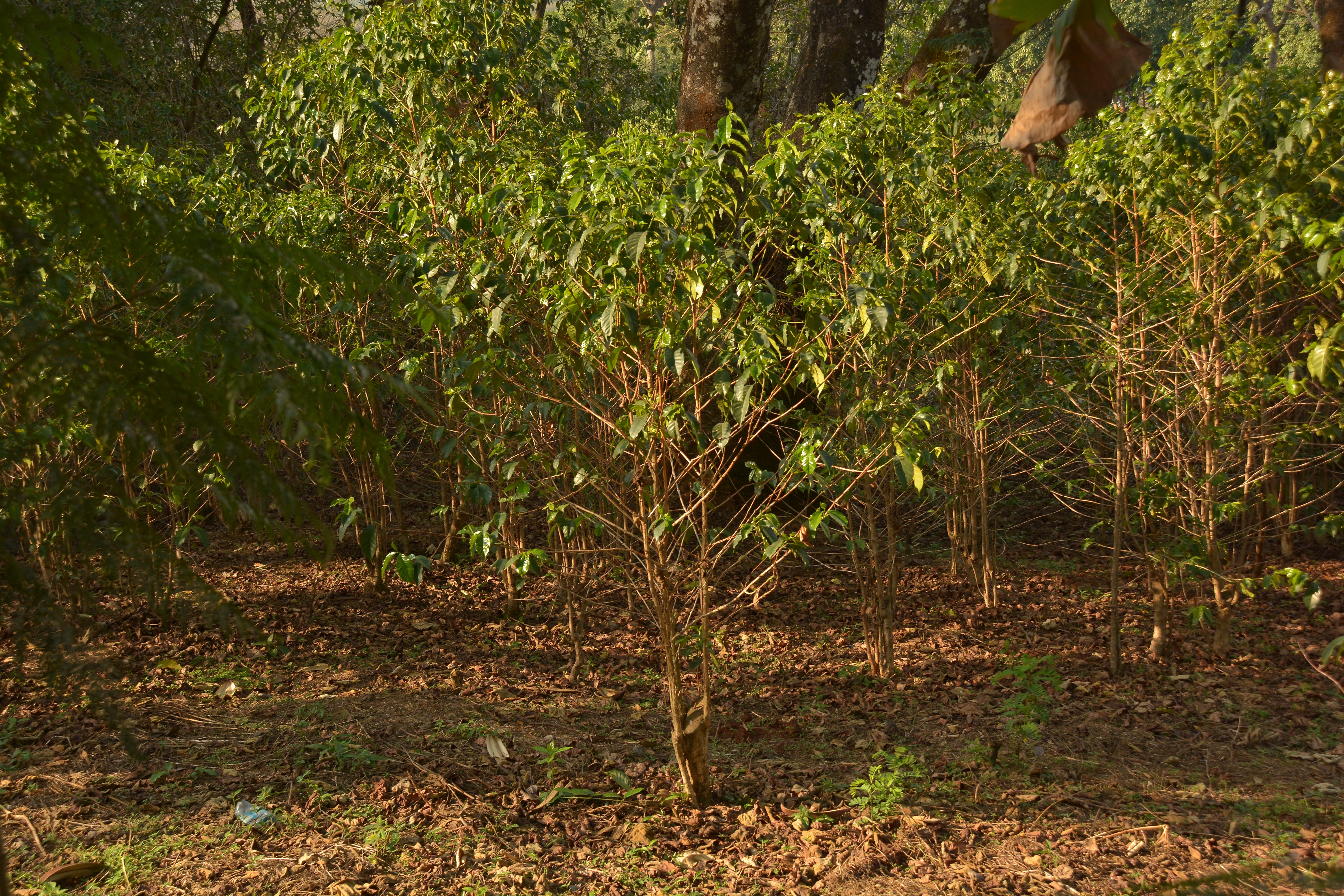 Coffee beans