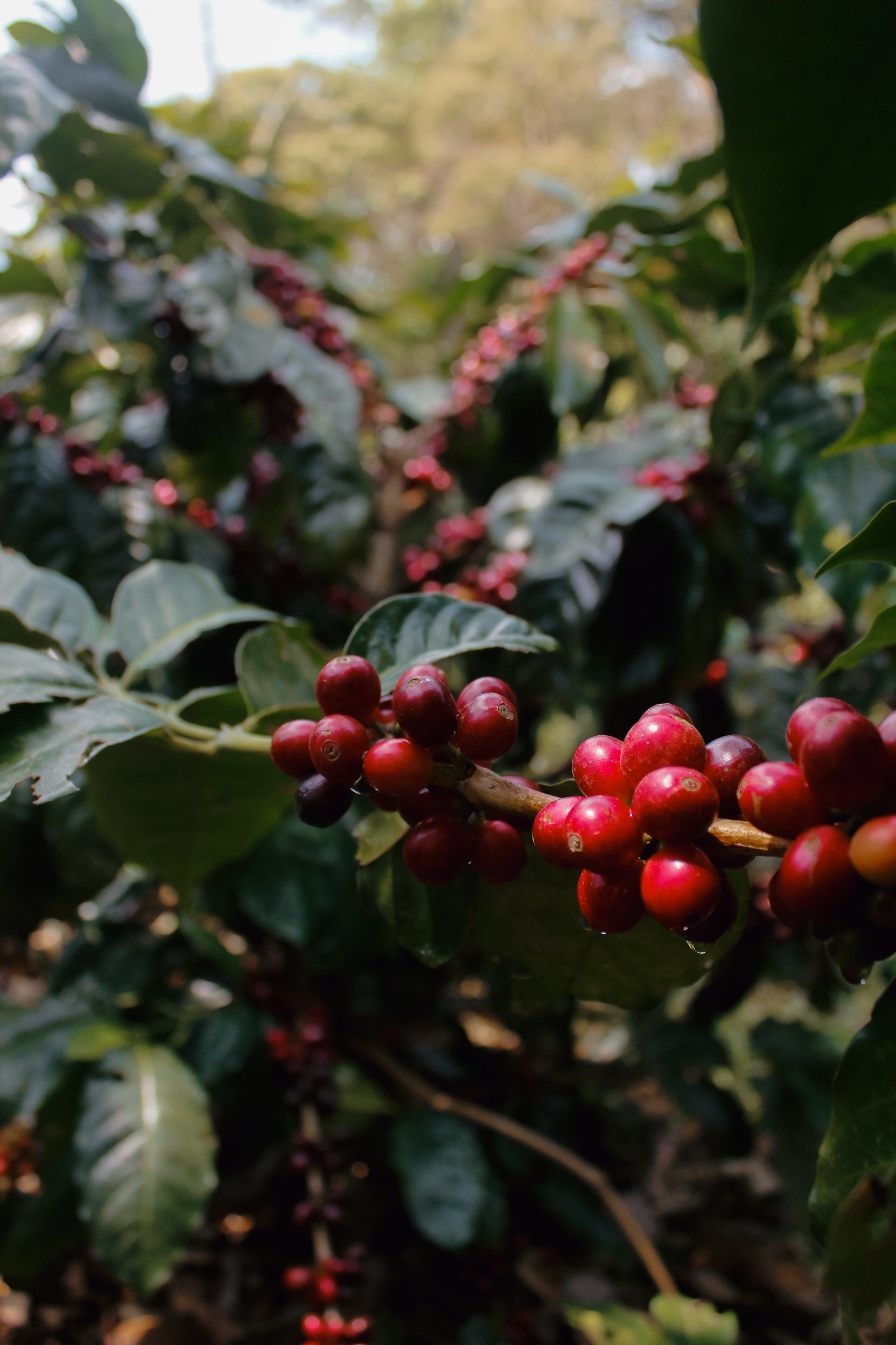 Coffee farmer
