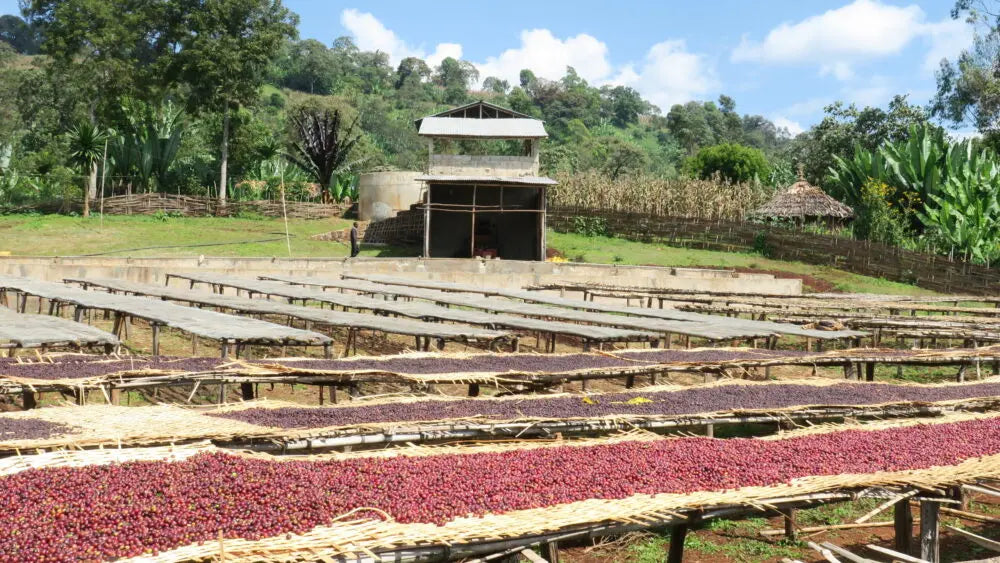 Coffee farmer