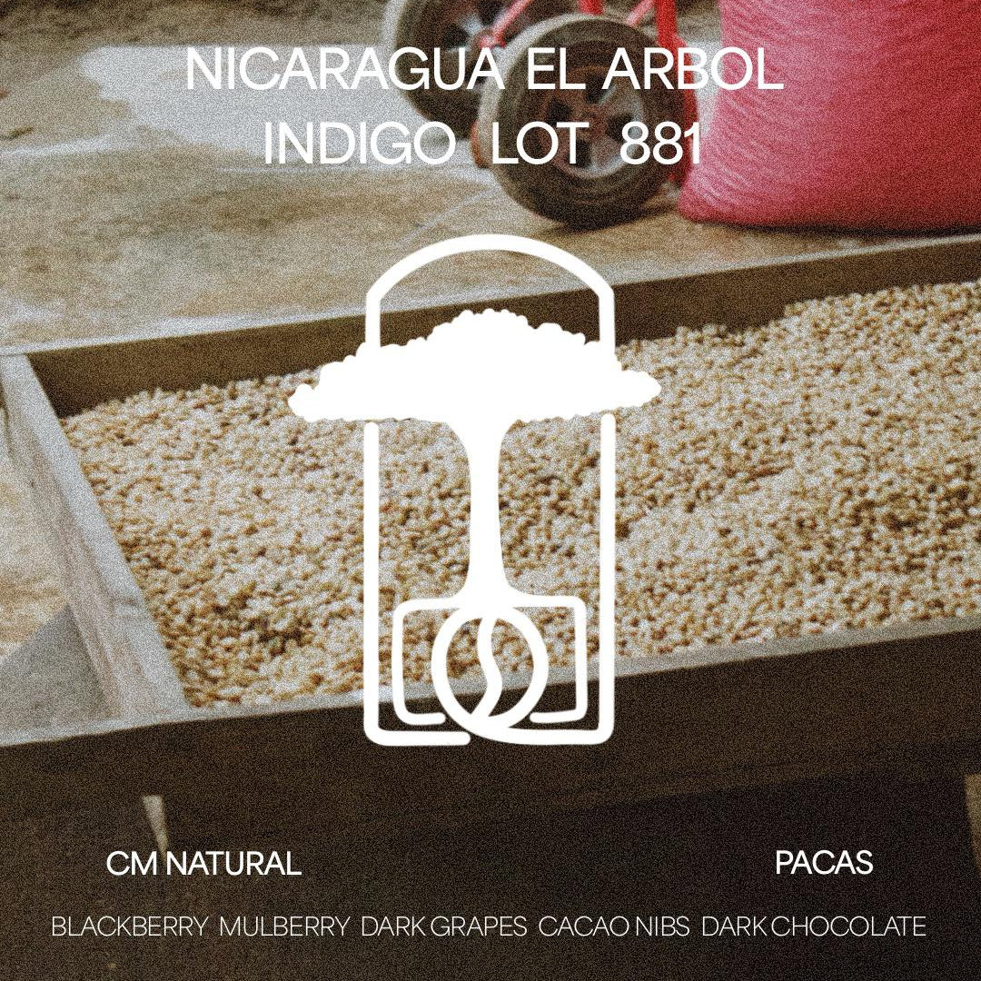 Nicaragua El Arbol Indigo Lot 881 - CM Natural - Cloud Catcher Roastery