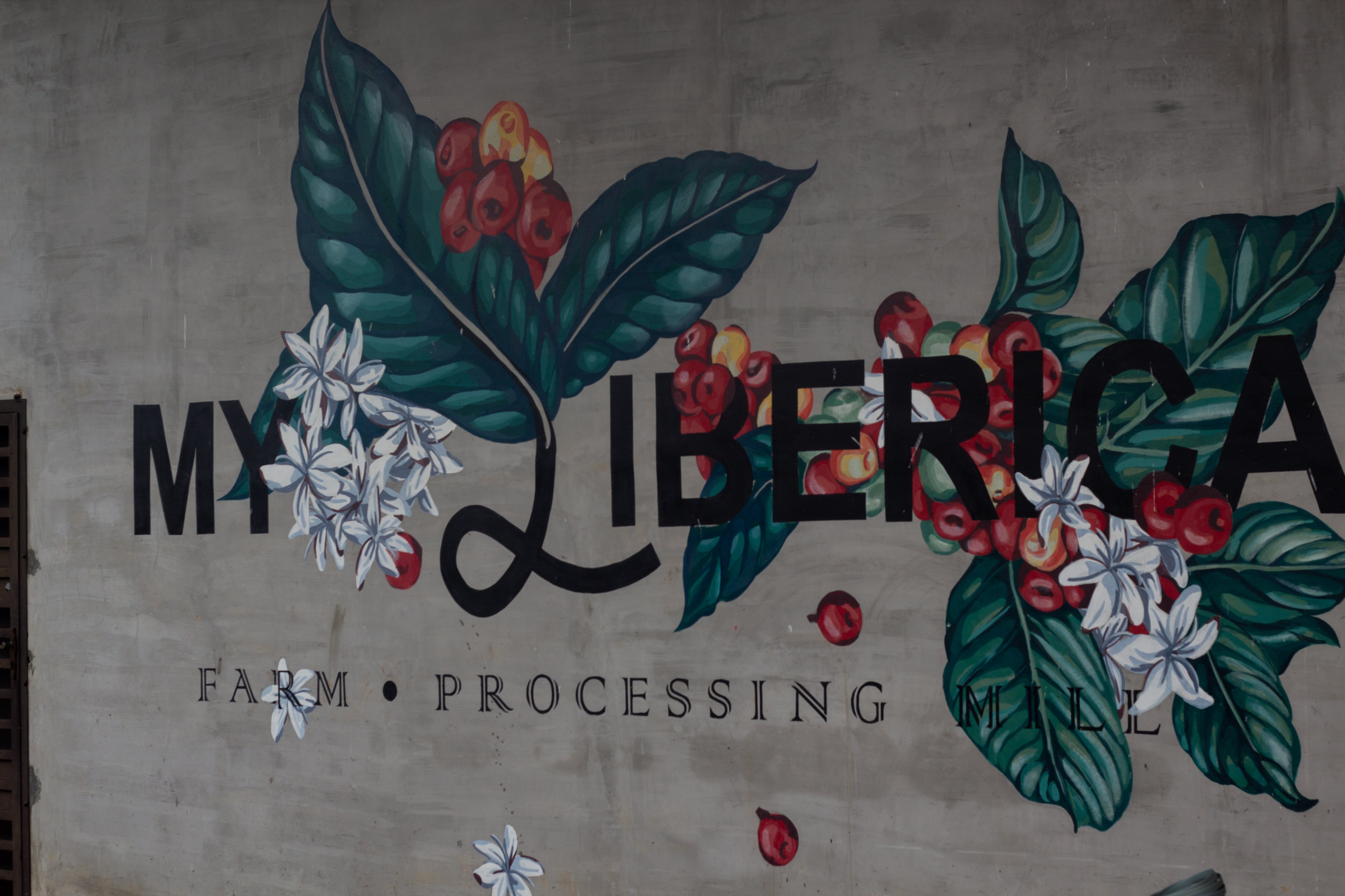 Malaysia Liberica - Anaerobic Natural - Cloud Catcher Roastery