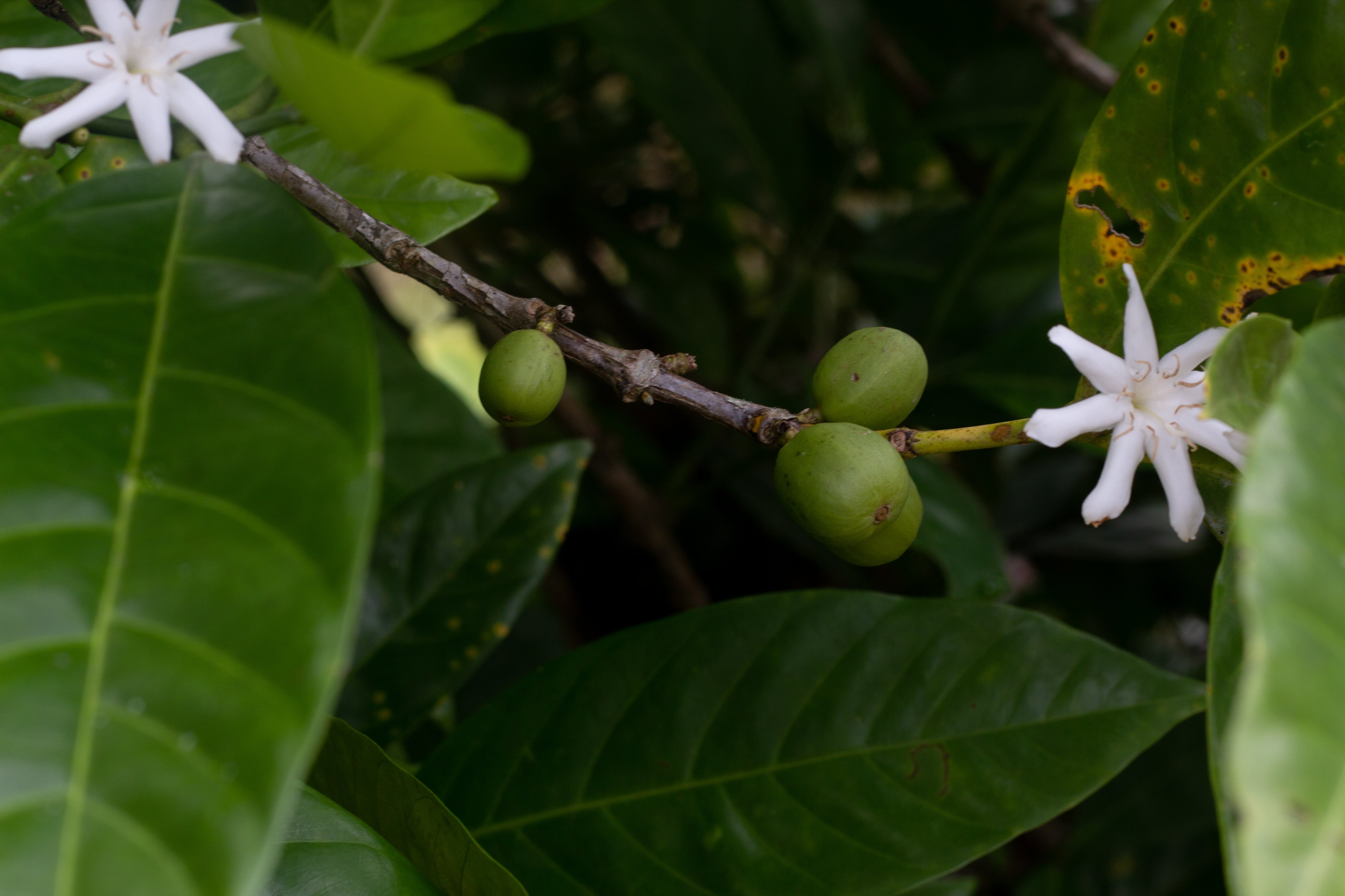 Malaysia Liberica - Anaerobic Natural - Cloud Catcher Roastery