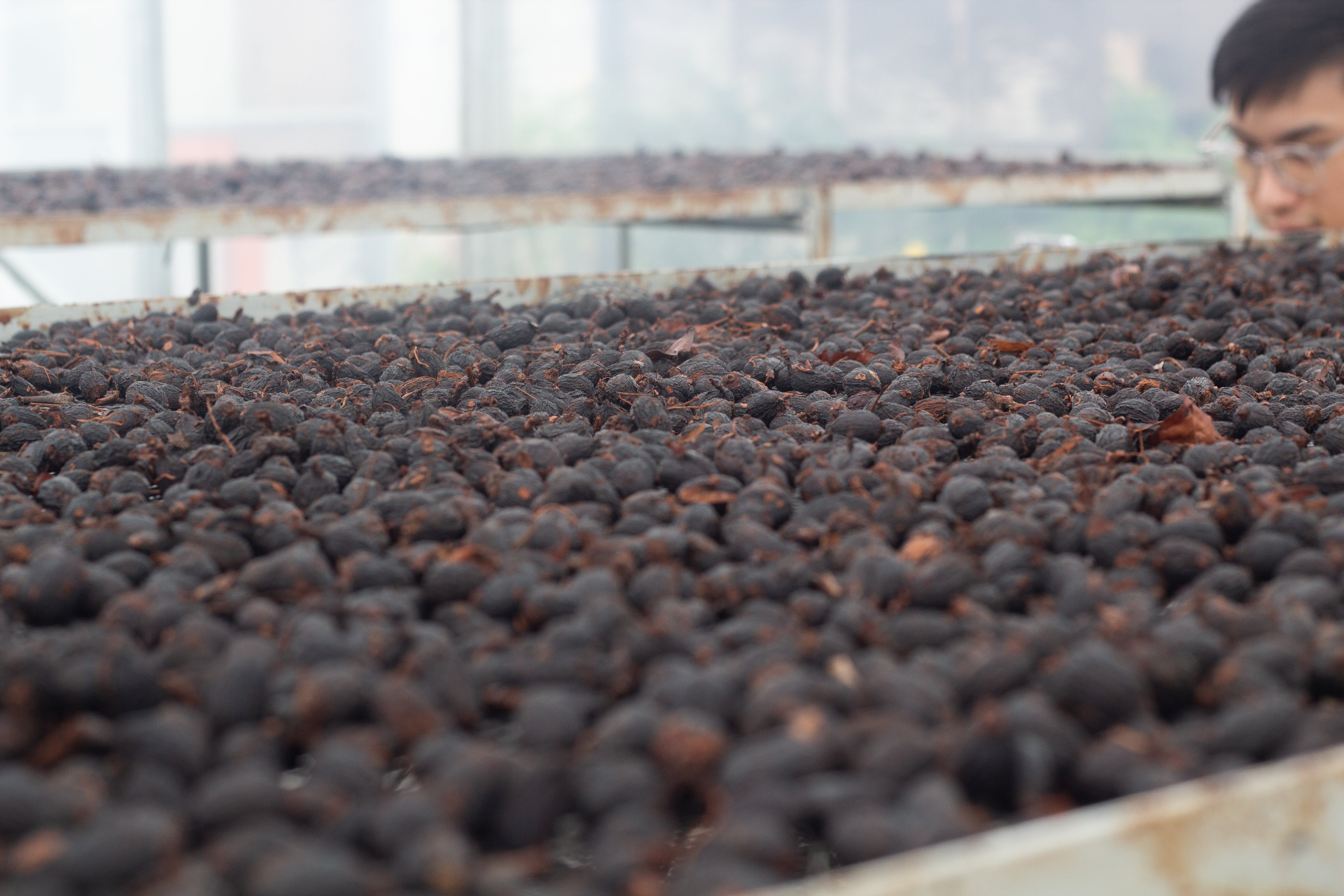 Malaysia Liberica - Anaerobic Natural - Cloud Catcher Roastery