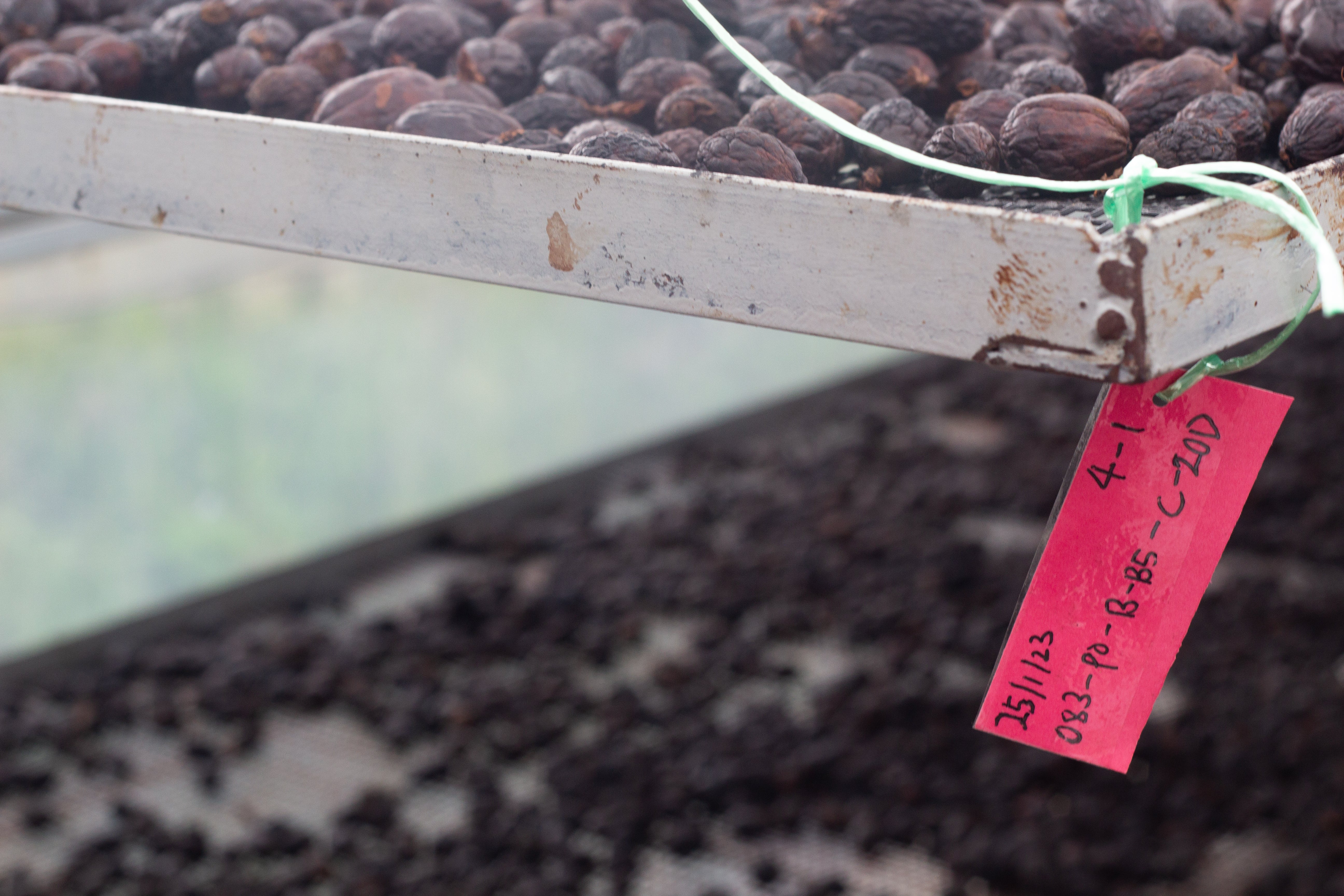 Malaysia Liberica - Anaerobic Natural - Cloud Catcher Roastery