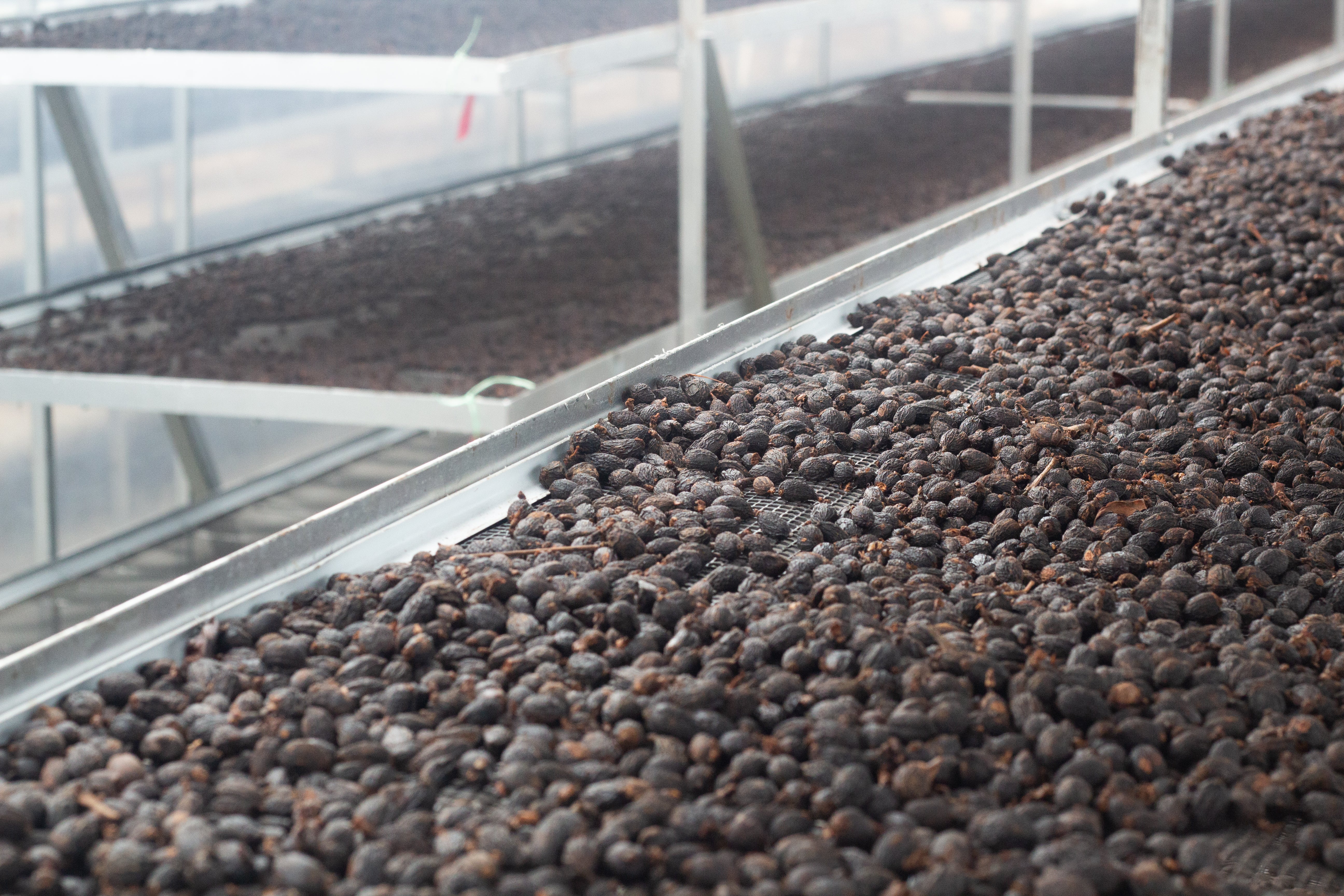 Malaysia Liberica - Anaerobic Natural - Cloud Catcher Roastery