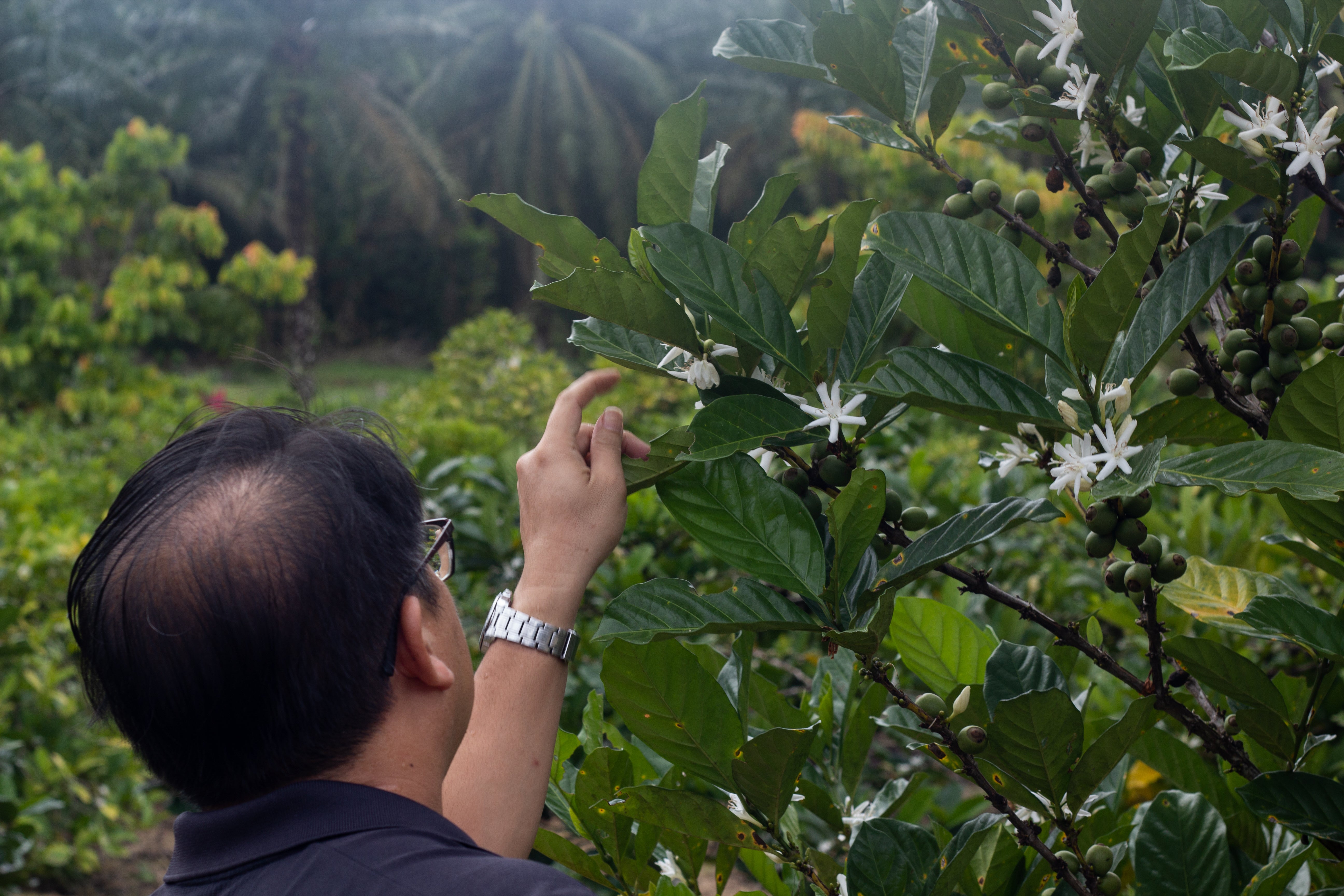 Malaysia Liberica - Anaerobic Natural - Cloud Catcher Roastery
