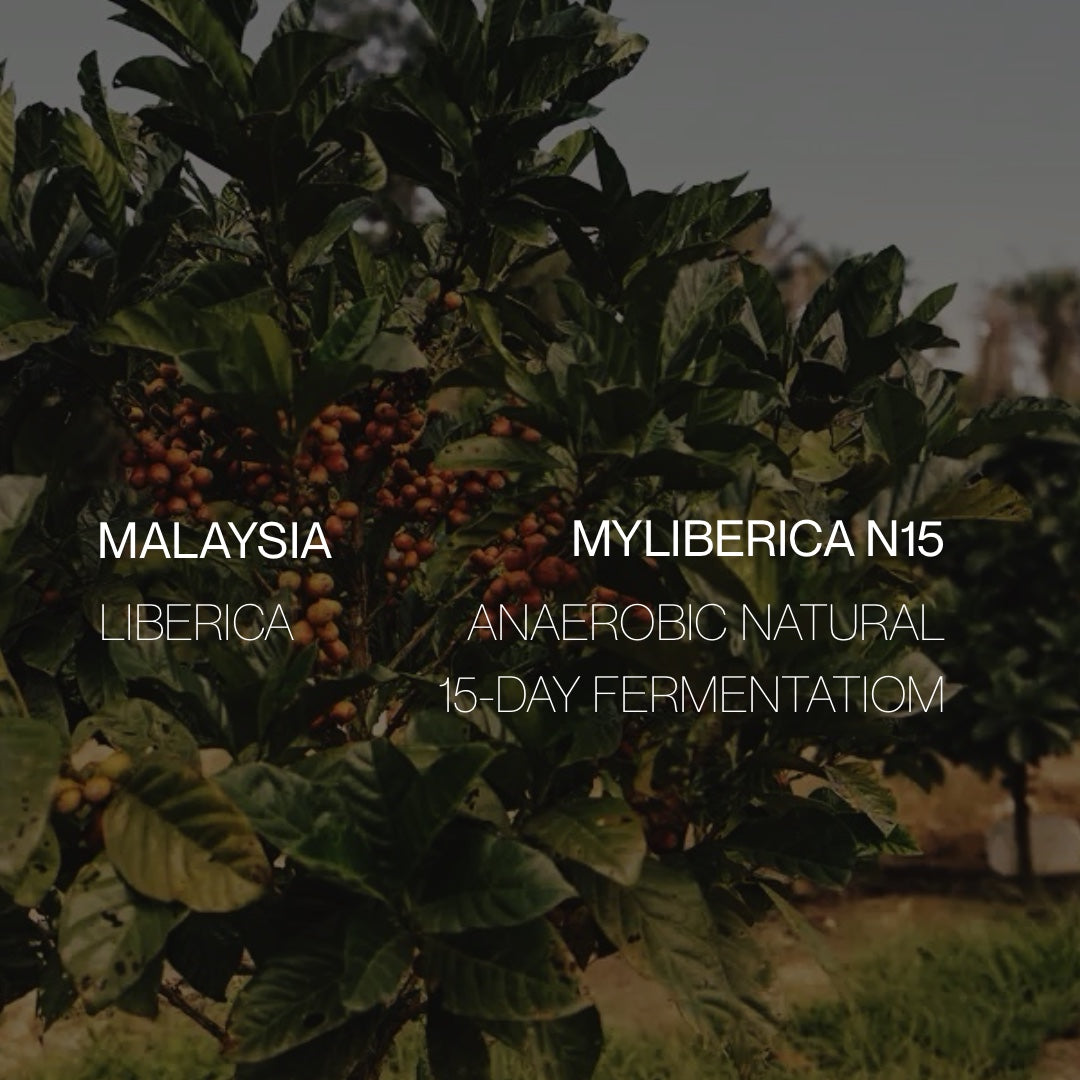 Malaysia Liberica - Anaerobic Natural - Cloud Catcher Roastery