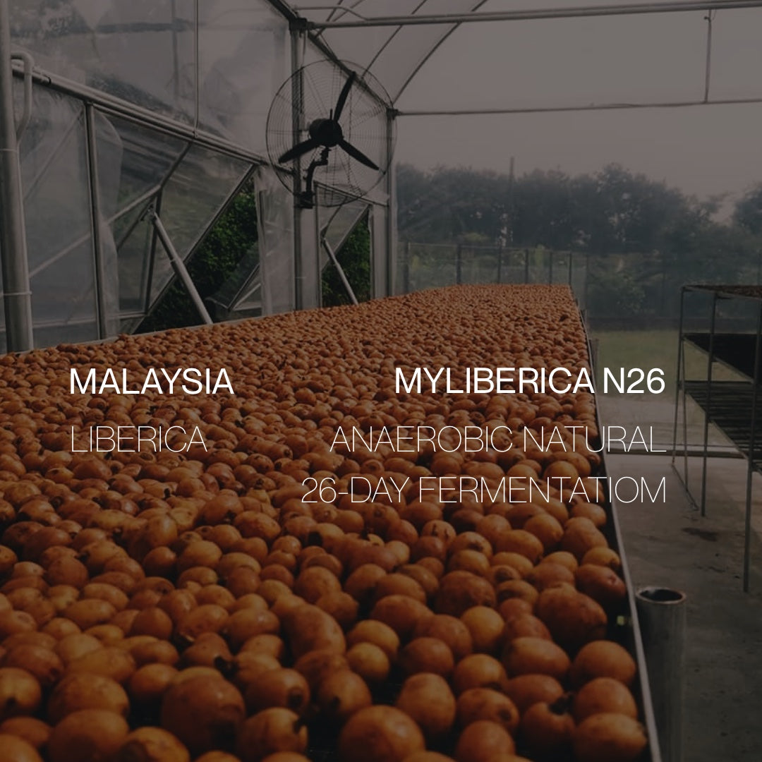 Malaysia Liberica - Anaerobic Natural - Cloud Catcher Roastery