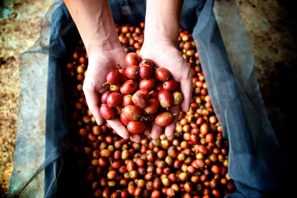 Coffee farmer