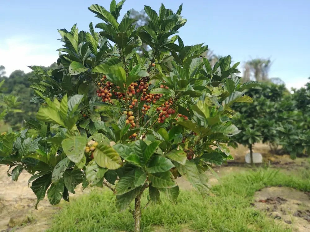 Coffee beans