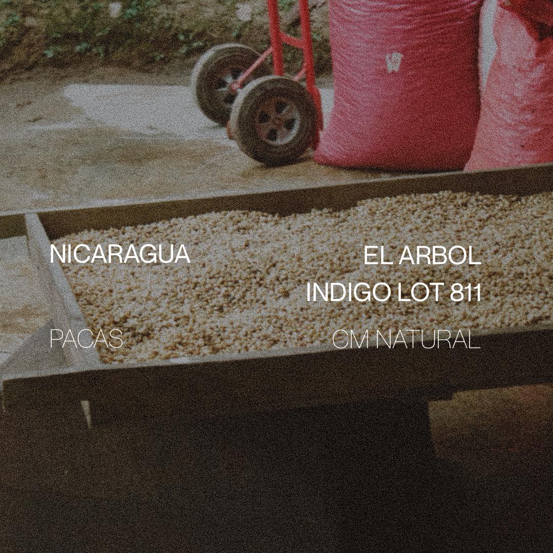 Nicaragua El Arbol Indigo Lot 881 - CM Natural - Cloud Catcher Roastery