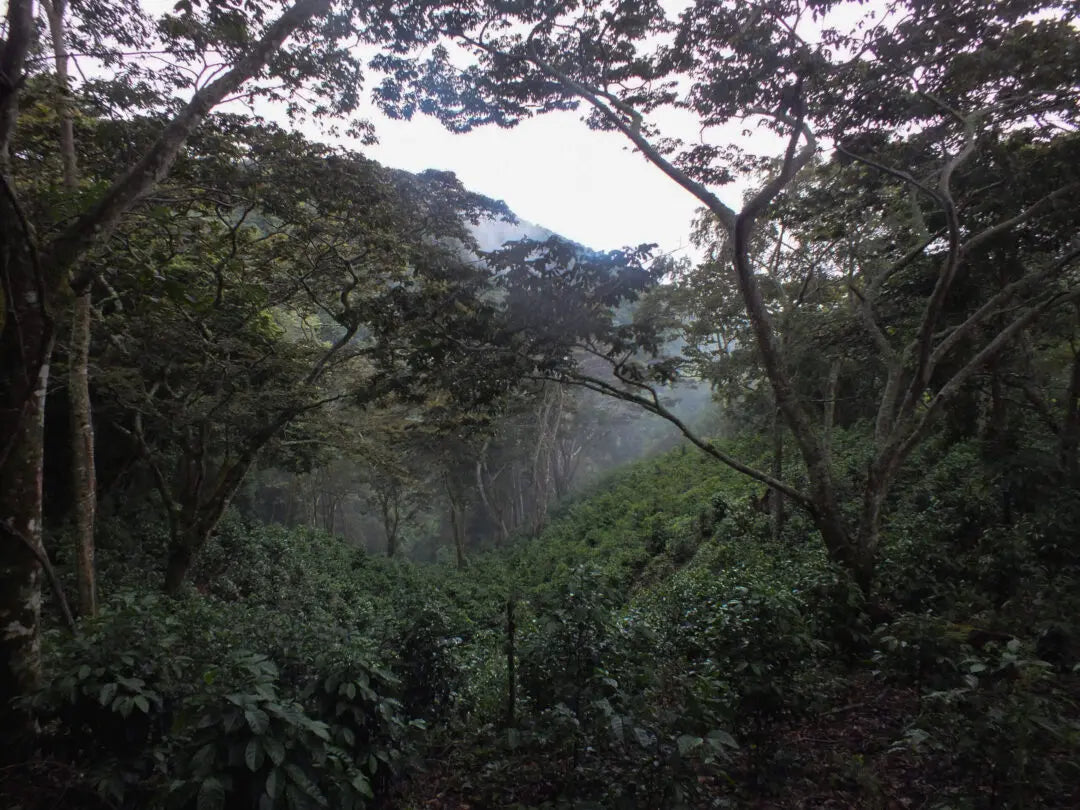 Coffee farmer