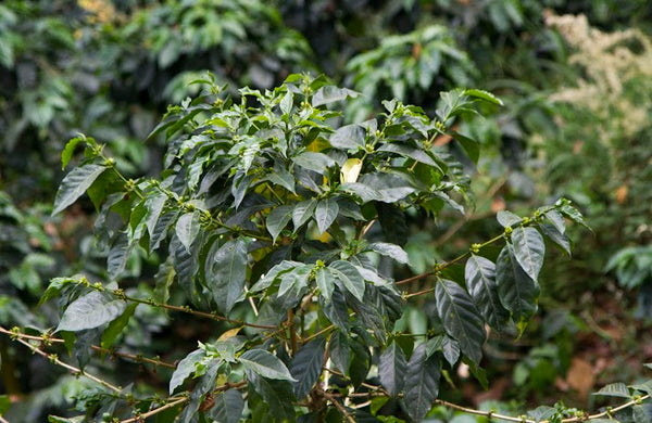 Coffee 