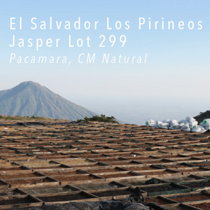 El Salvador Los Pirineos Pacamara Jasper Lot 299 - Cloud Catcher Roastery