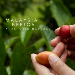 Malaysia Liberica - Anaerobic Natural - Cloud Catcher Roastery