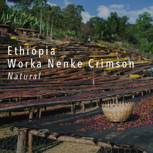 Ethiopia Worka Nenke Crimson - Natural - Cloud Catcher Roastery