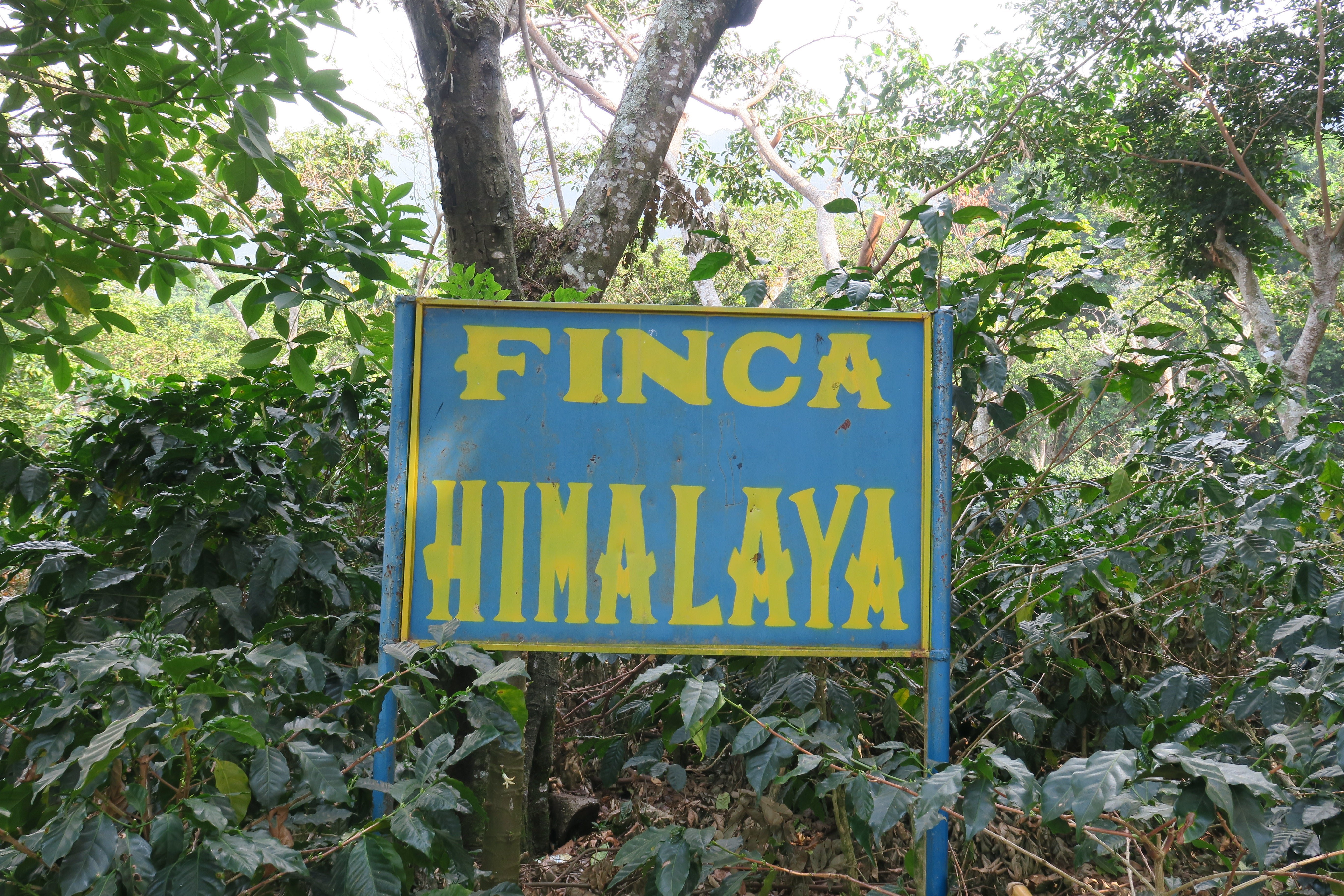 Coffee farmer