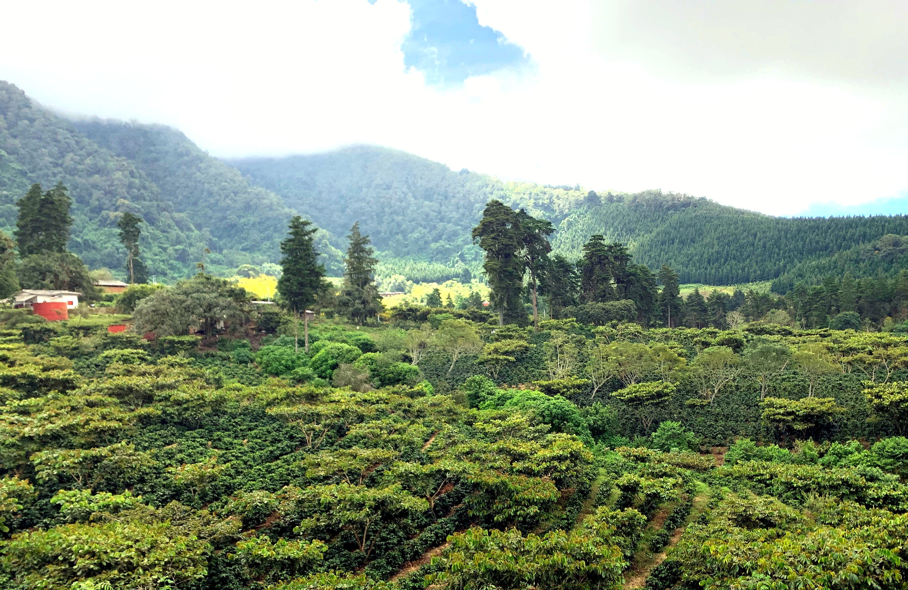 Coffee farmer