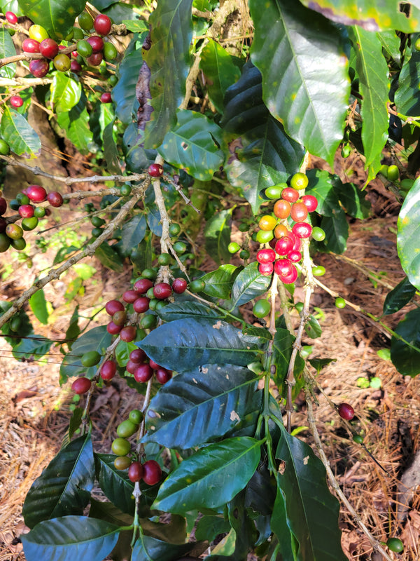 Coffee 