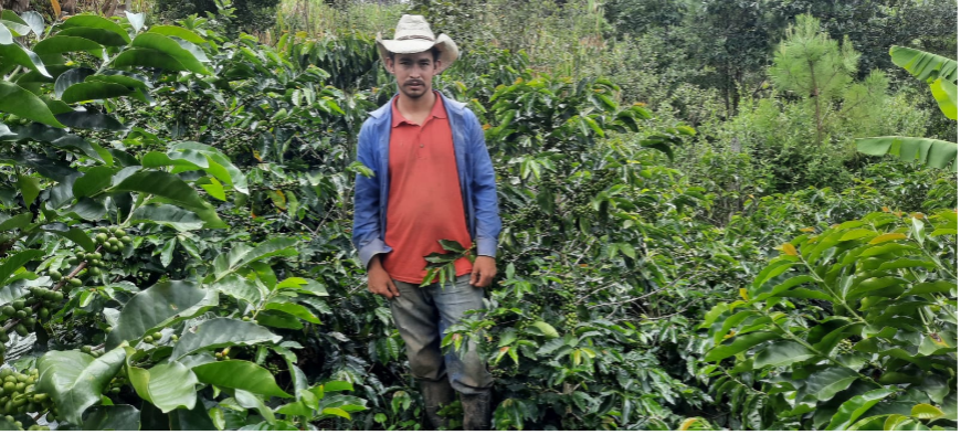 Coffee beans