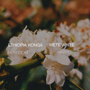 Ethiopia Yirgacheffe Konga Wete White - Washed