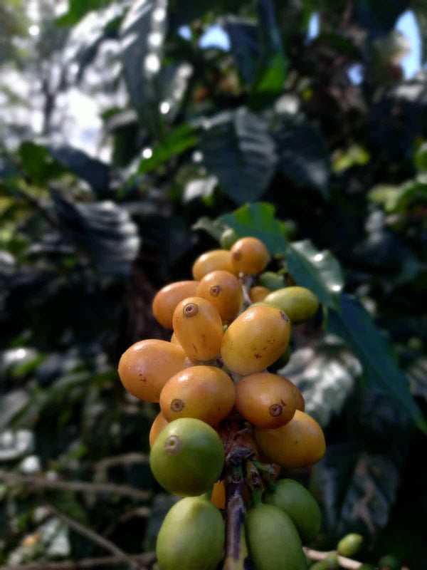 Coffee 