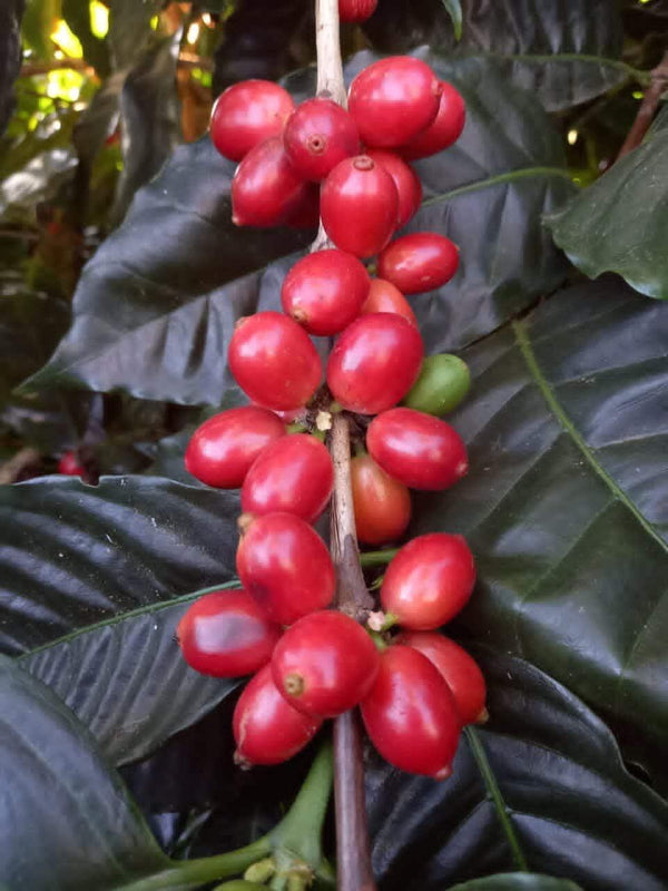 Coffee 