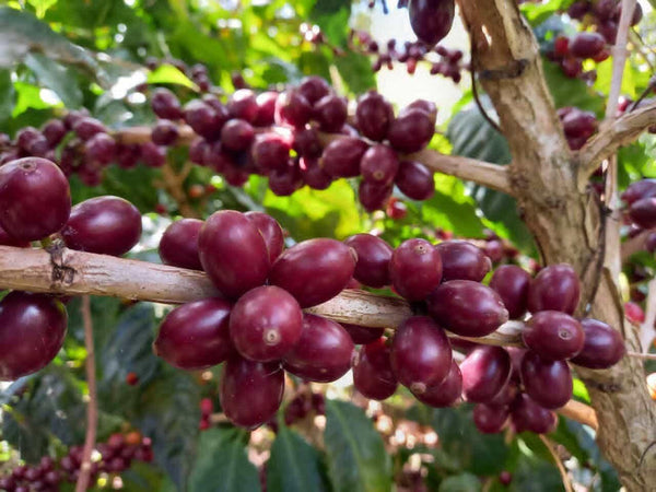 Coffee 