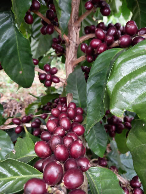 Coffee 