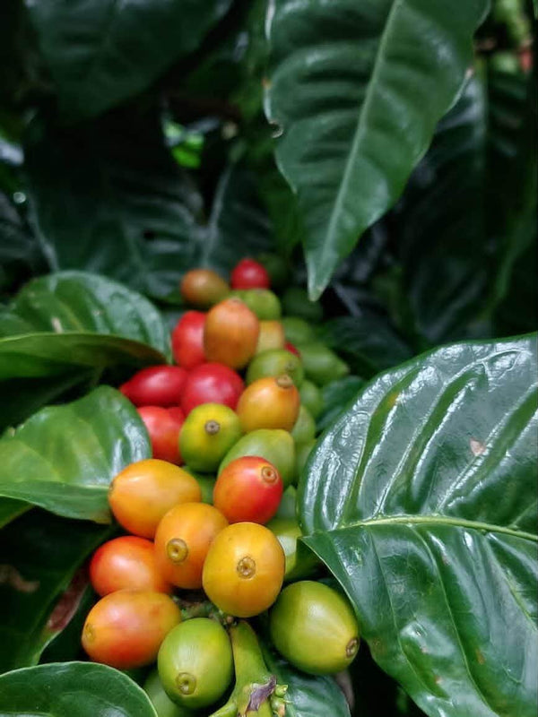 Coffee 