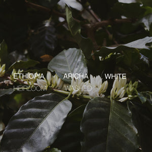 Ethiopia Yirgacheffe Aricha "White" - Washed - Cloud Catcher Roastery