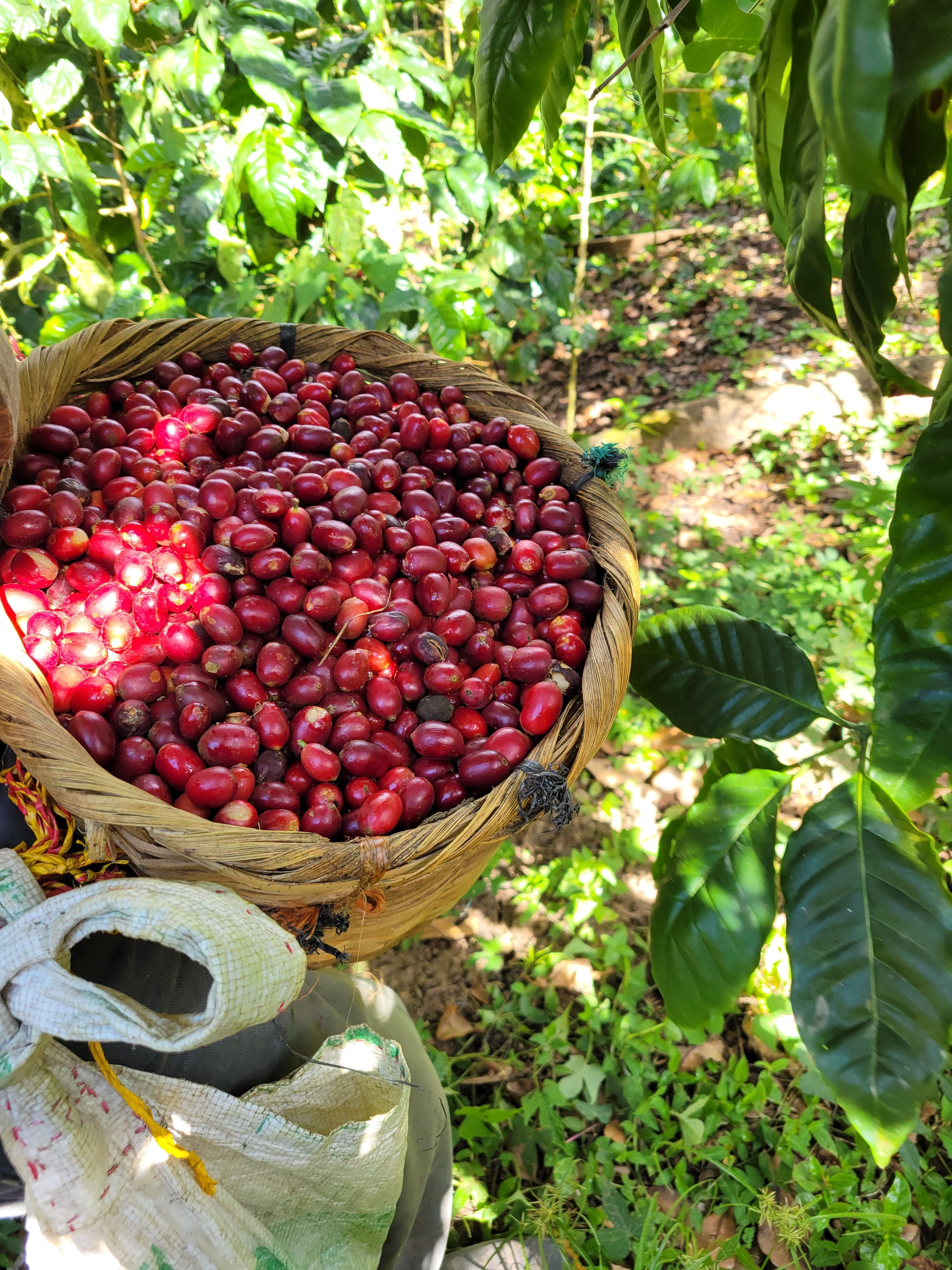 Coffee beans