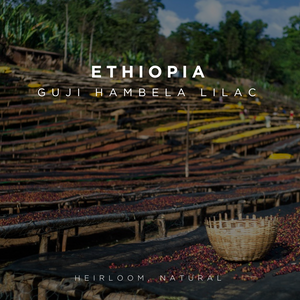 Ethiopia Guji Hambela Lilac - Natural - Cloud Catcher Roastery