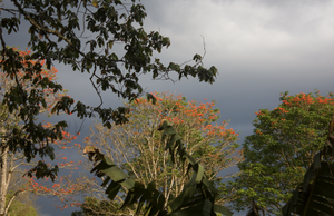 Nicaragua El Árbol Parainema Indigo Lot 854 - CM Natural - Cloud Catcher Roastery