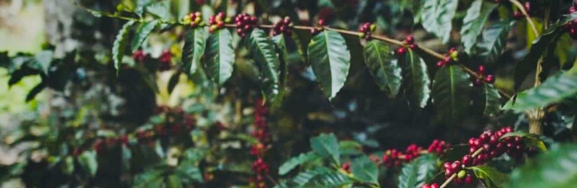 Coffee farmer