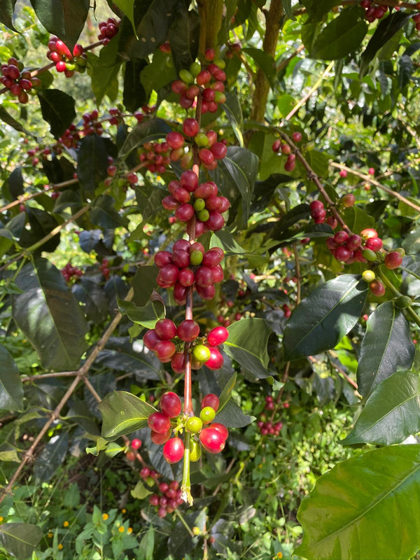 Coffee