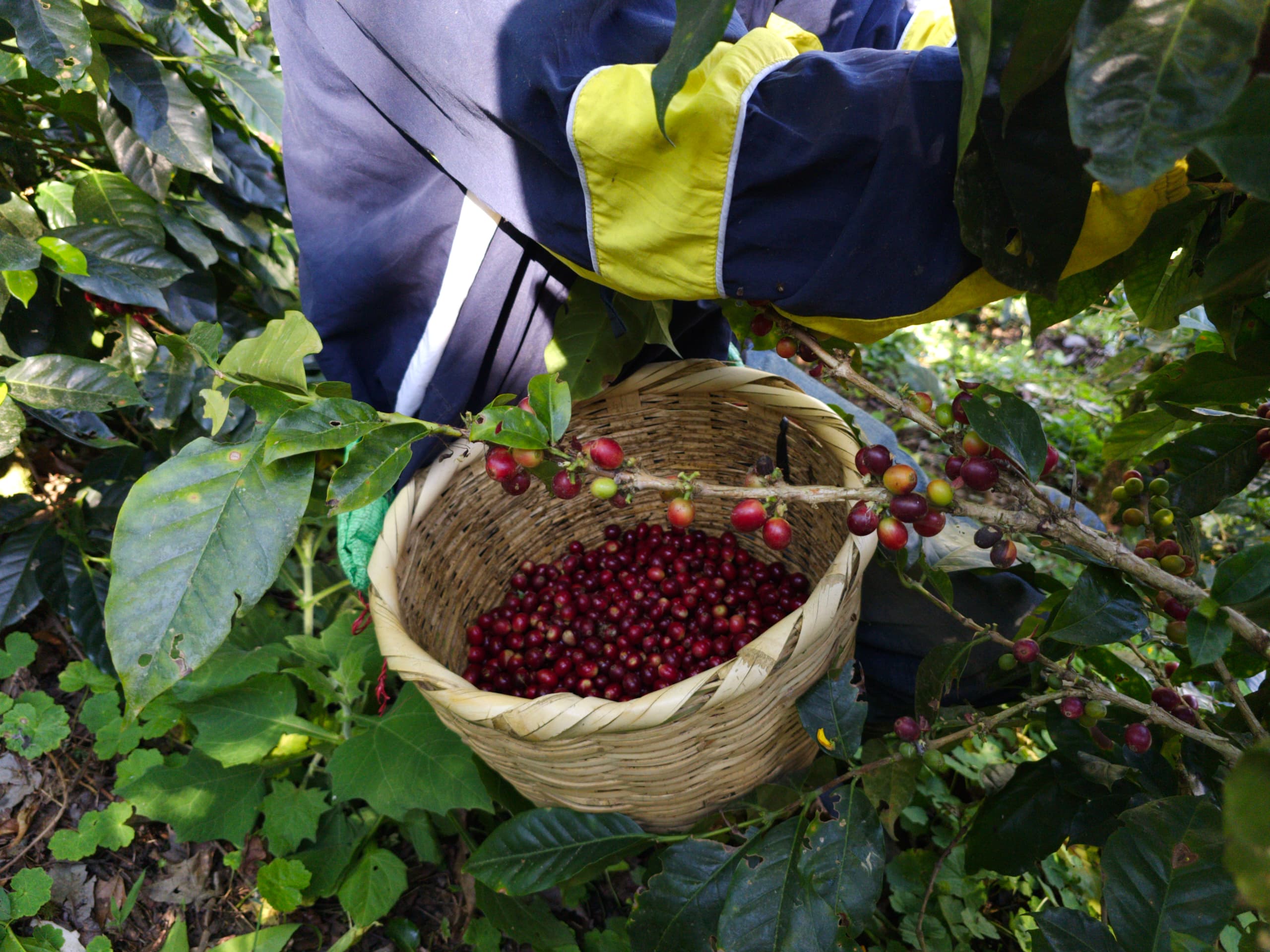Coffee beans